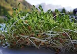 Growing Lentils